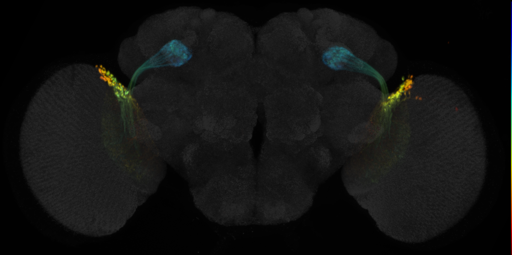 JRC_OL0019B Split-GAL4 in the adult brain