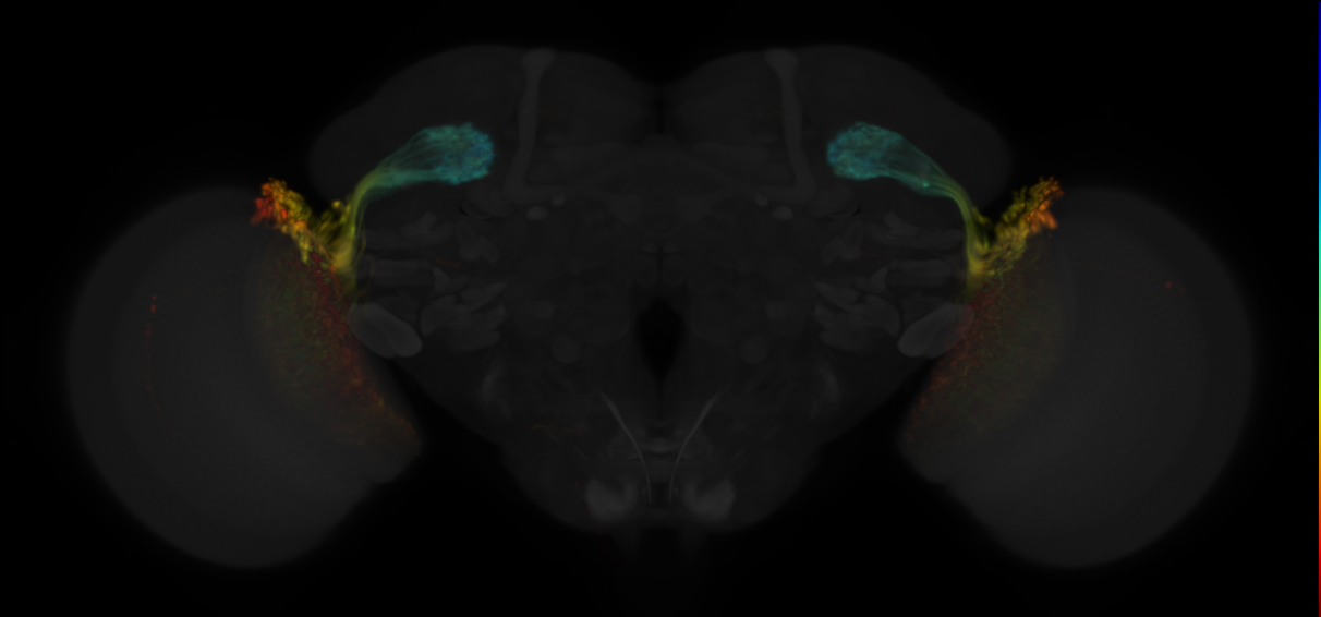 JRC_OL0021B Split-GAL4 in the adult brain