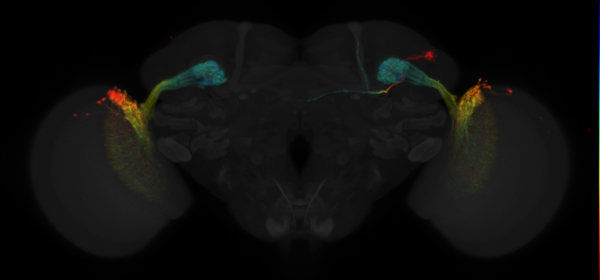 JRC_OL0022B Split-GAL4 in the adult brain