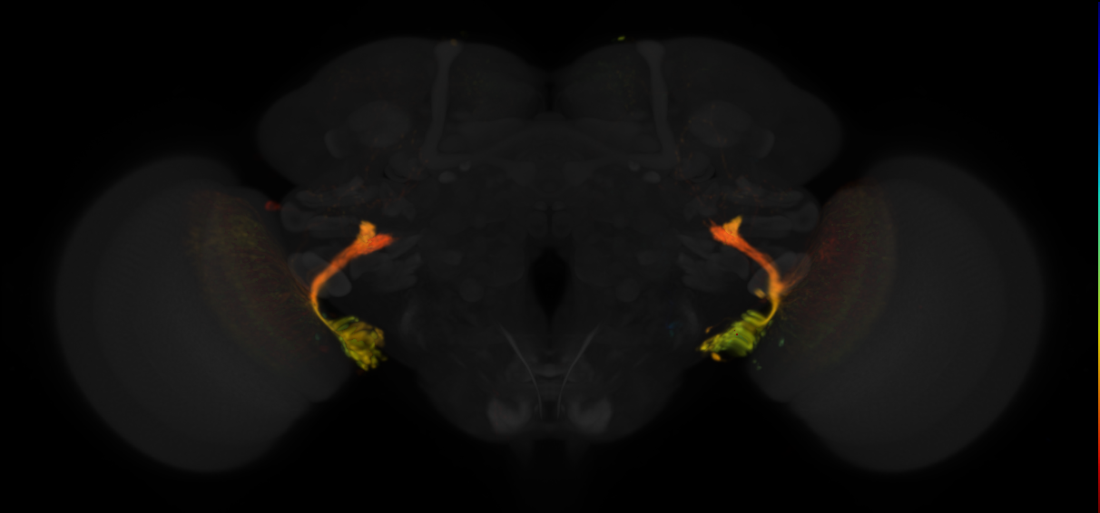 JRC_OL0027B Split-GAL4 in the adult brain