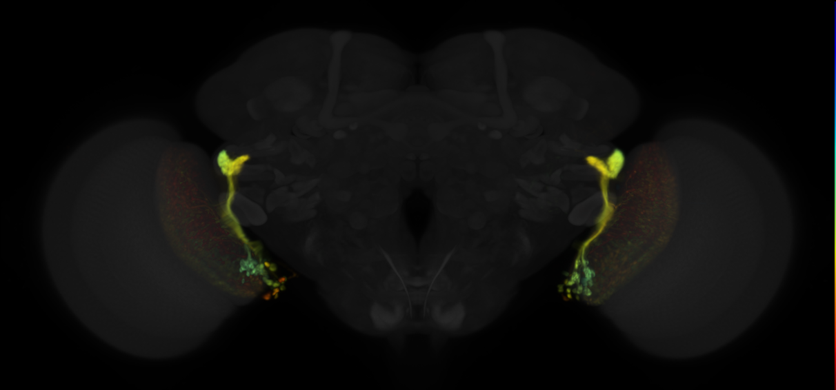 JRC_OL0042B Split-GAL4 in the adult brain