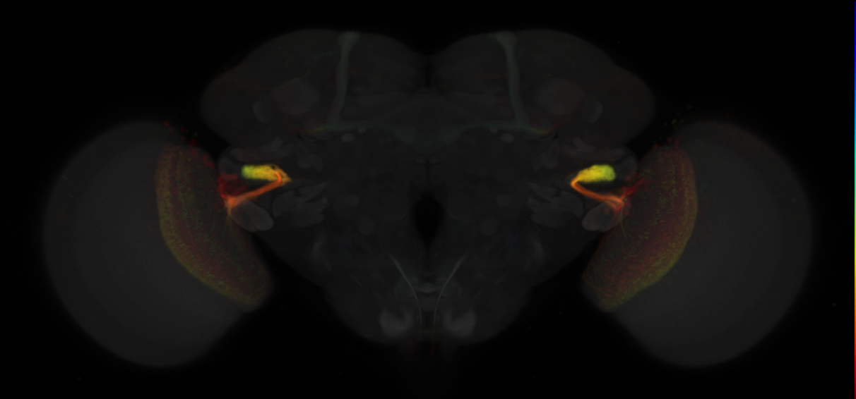 JRC_OL0044B Split-GAL4 in the adult brain