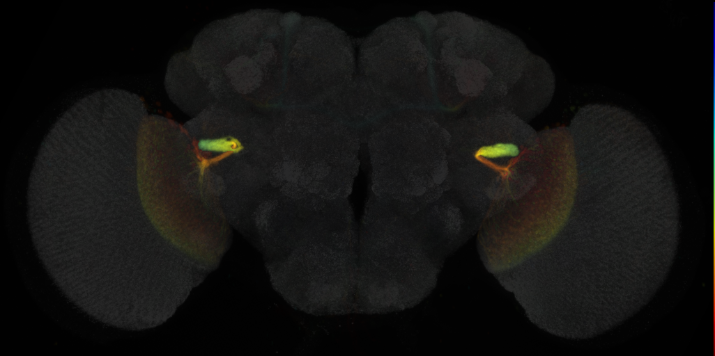 JRC_OL0044B Split-GAL4 in the adult brain