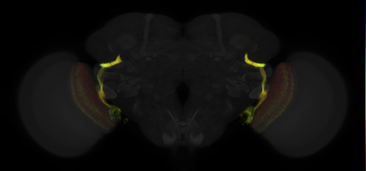 JRC_OL0046B Split-GAL4 in the adult brain