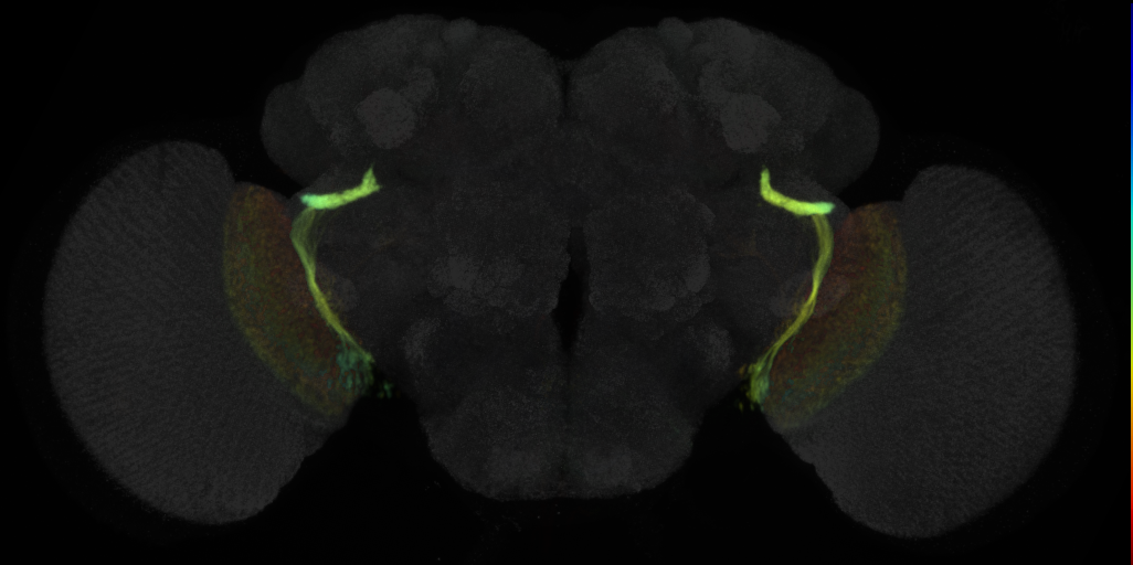 JRC_OL0046B Split-GAL4 in the adult brain