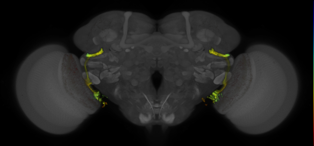 P{R54A05-GAL4.DBD} ∩ P{R26A03-p65.AD} expression pattern