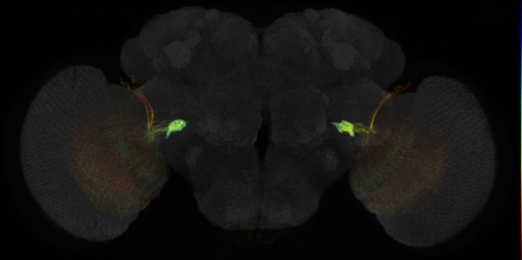 JRC_OL0048B Split-GAL4 in the adult brain