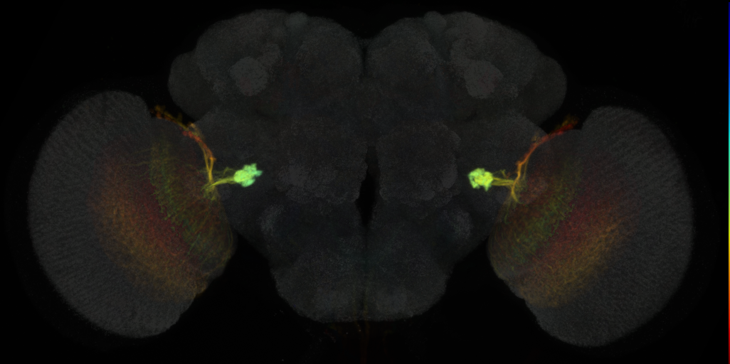 JRC_OL0048B Split-GAL4 in the adult brain