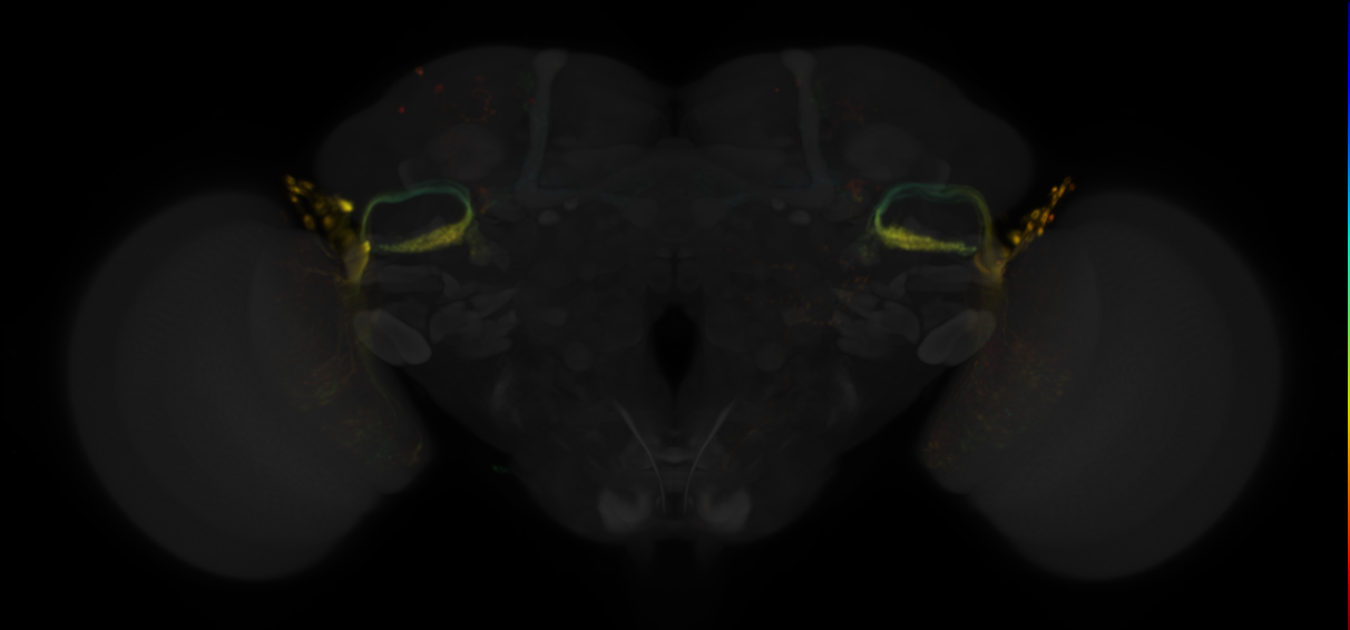 JRC_OL0071B Split-GAL4 in the adult brain