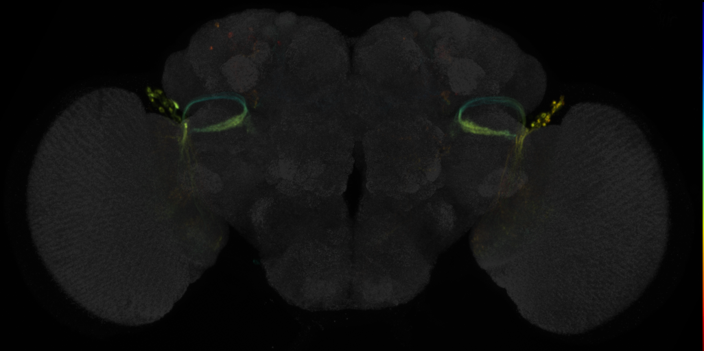 JRC_OL0071B Split-GAL4 in the adult brain