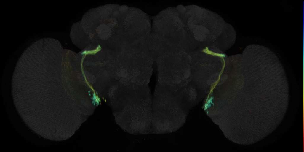 JRC_OL0092C Split-GAL4 in the adult brain