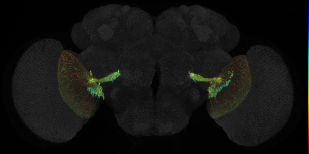 JRC_SS00315 Split-GAL4 in the adult brain
