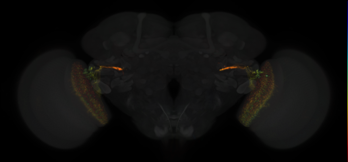 JRC_SS00343 Split-GAL4 in the adult brain