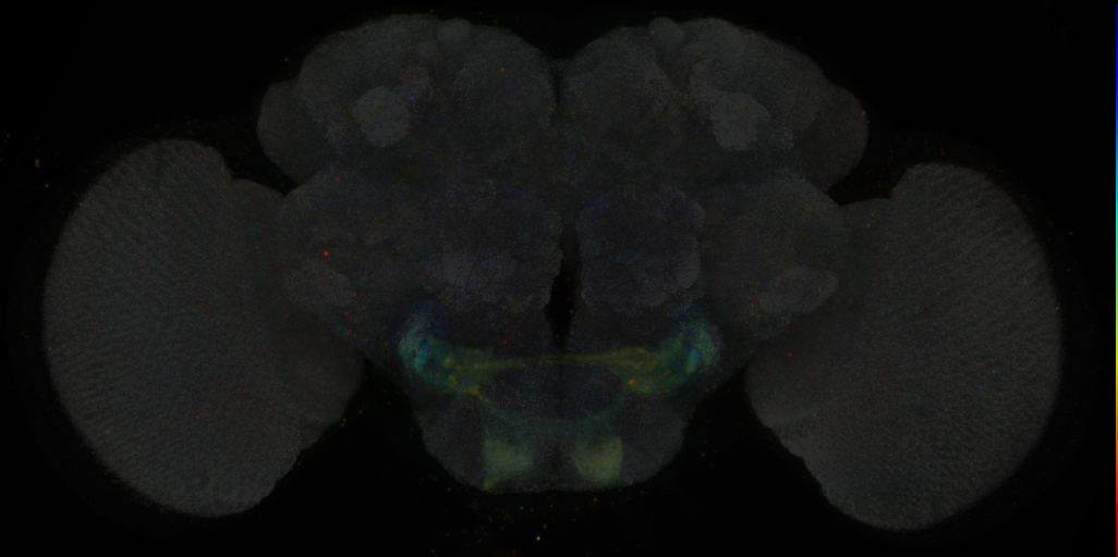 JRC_SS00726 Split-GAL4 in the adult brain