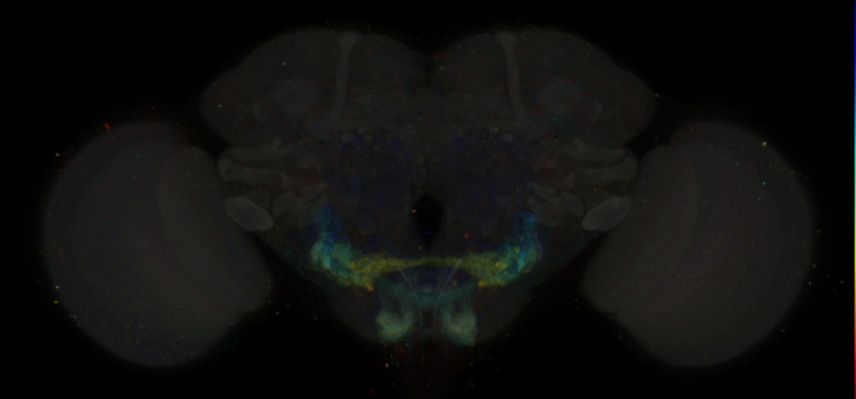 JRC_SS00727 Split-GAL4 in the adult brain