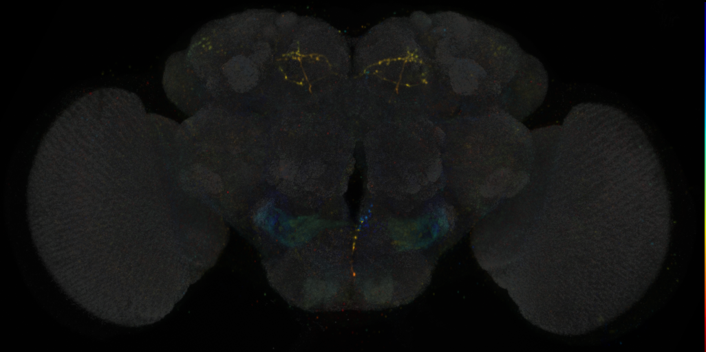 JRC_SS00731 Split-GAL4 in the adult brain