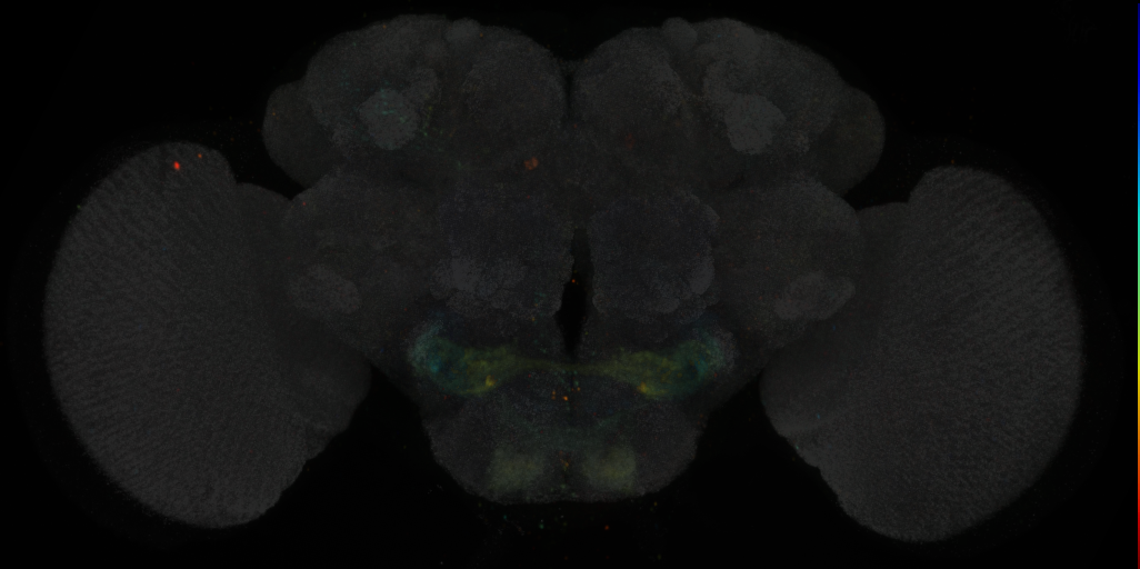 JRC_SS00732 Split-GAL4 in the adult brain