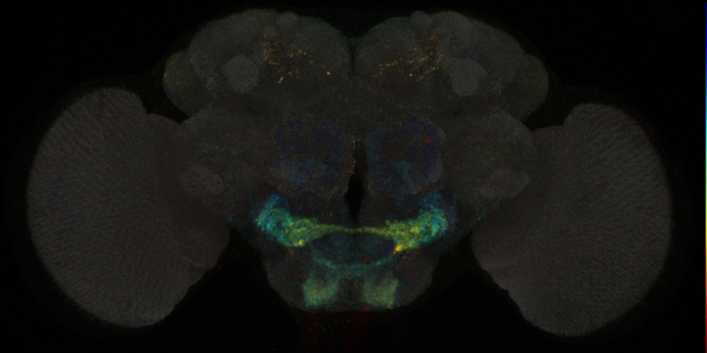 JRC_SS00865 Split-GAL4 in the adult brain