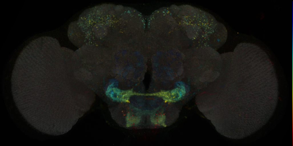 JRC_SS02111 Split-GAL4 in the adult brain