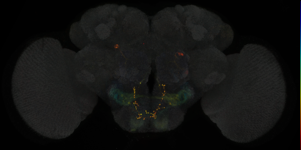 JRC_SS02276 Split-GAL4 in the adult brain