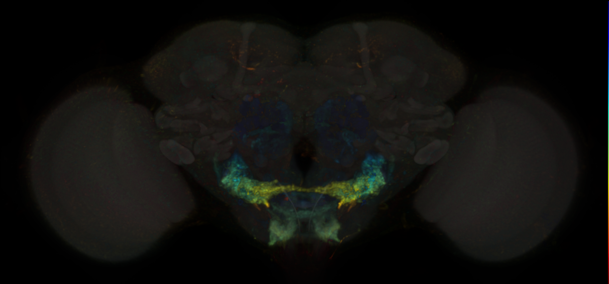 JRC_SS02279 Split-GAL4 in the adult brain