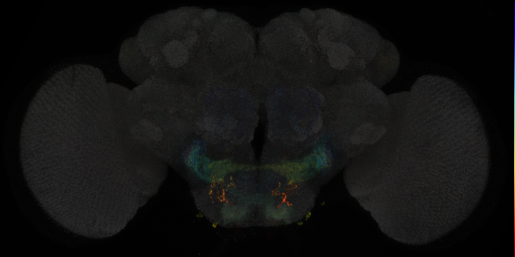 JRC_SS02285 Split-GAL4 in the adult brain