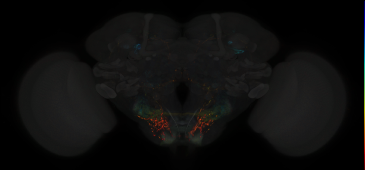 JRC_SS02310 Split-GAL4 in the adult brain
