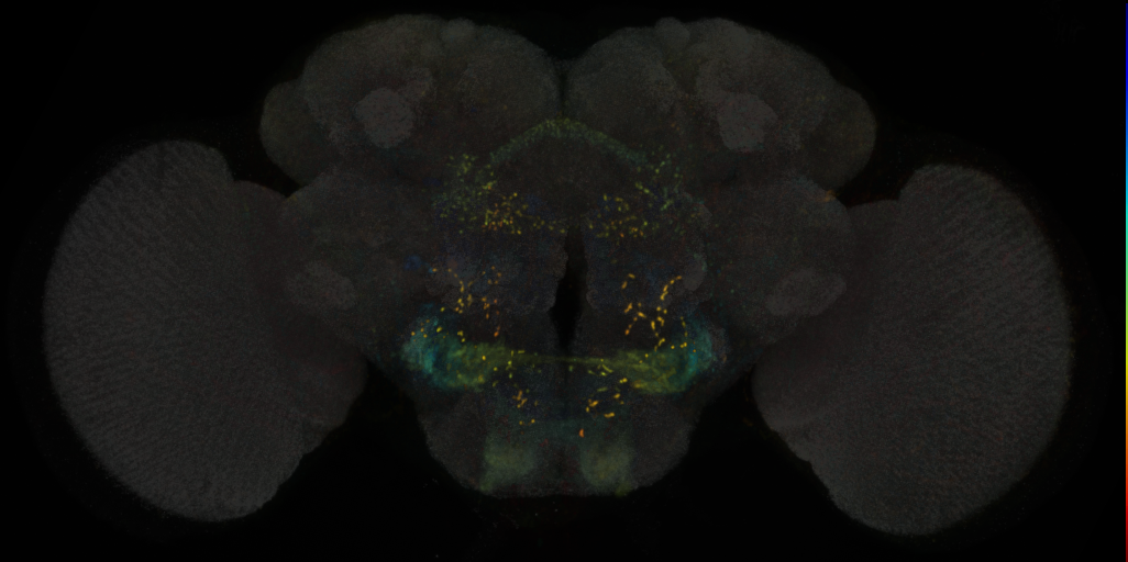 JRC_SS02542 Split-GAL4 in the adult brain