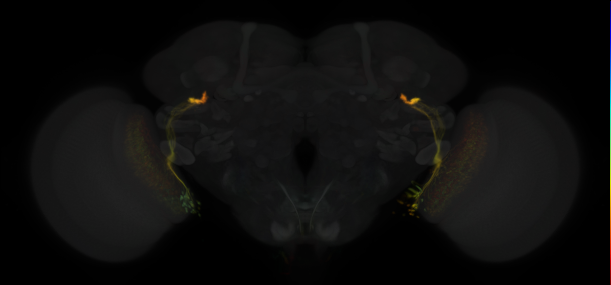 JRC_SS02638 Split-GAL4 in the adult brain