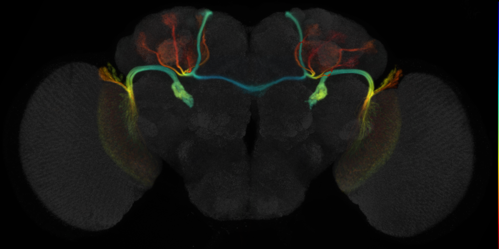 JRC_SS02645 Split-GAL4 in the adult brain