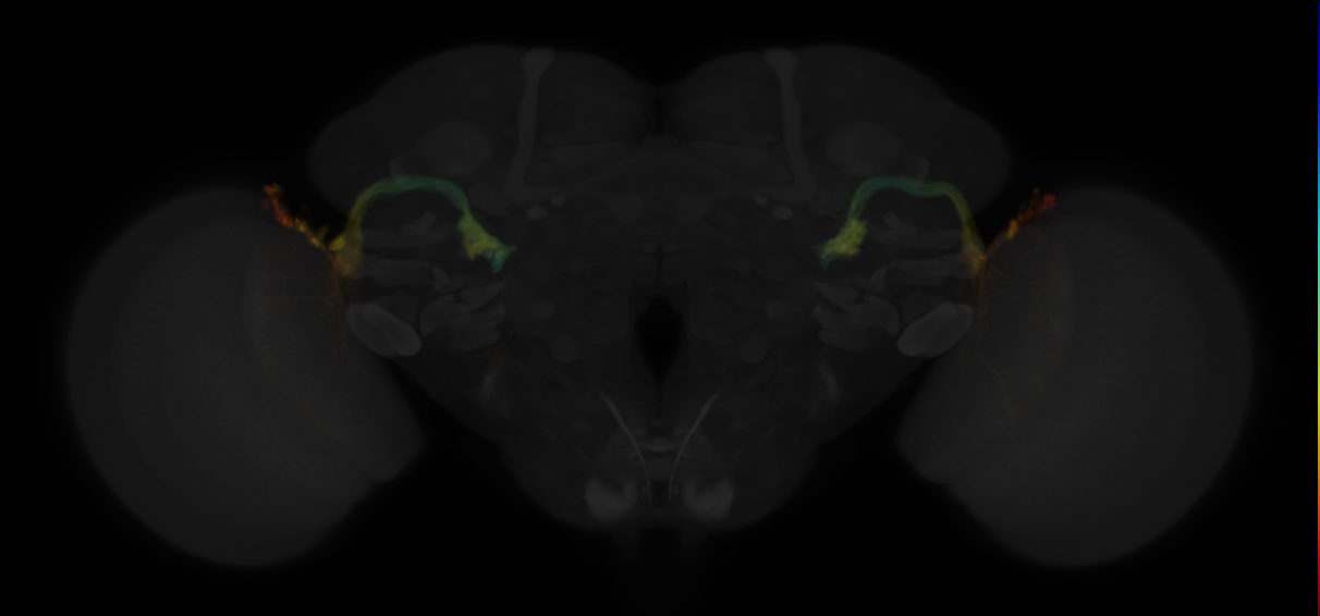 JRC_SS02651 Split-GAL4 in the adult brain