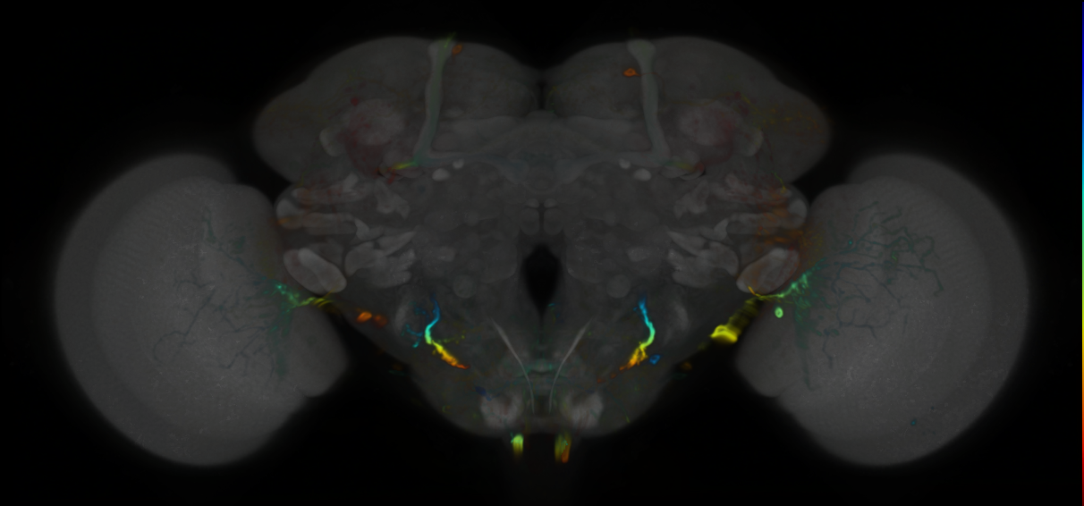 P{VT008483-GAL4} expression pattern