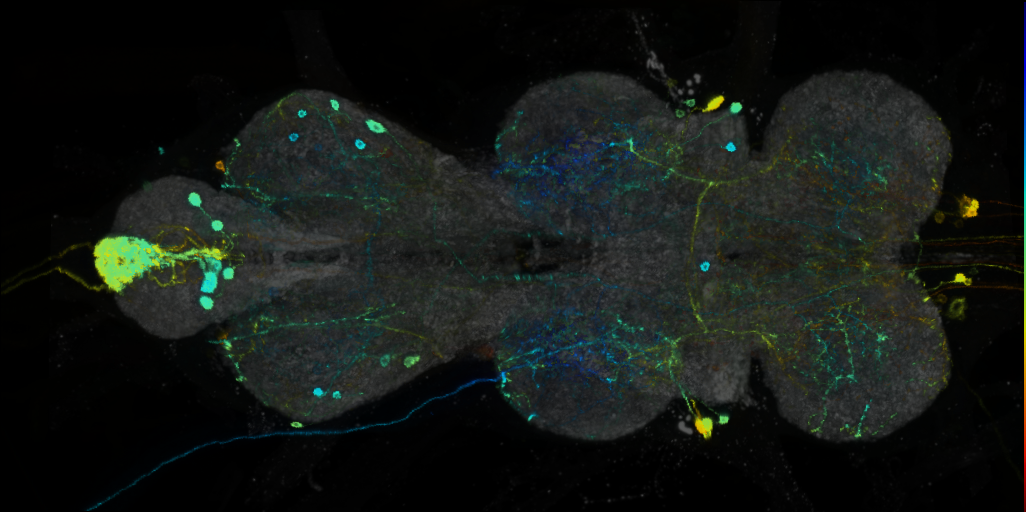P{VT008483-GAL4} expression pattern