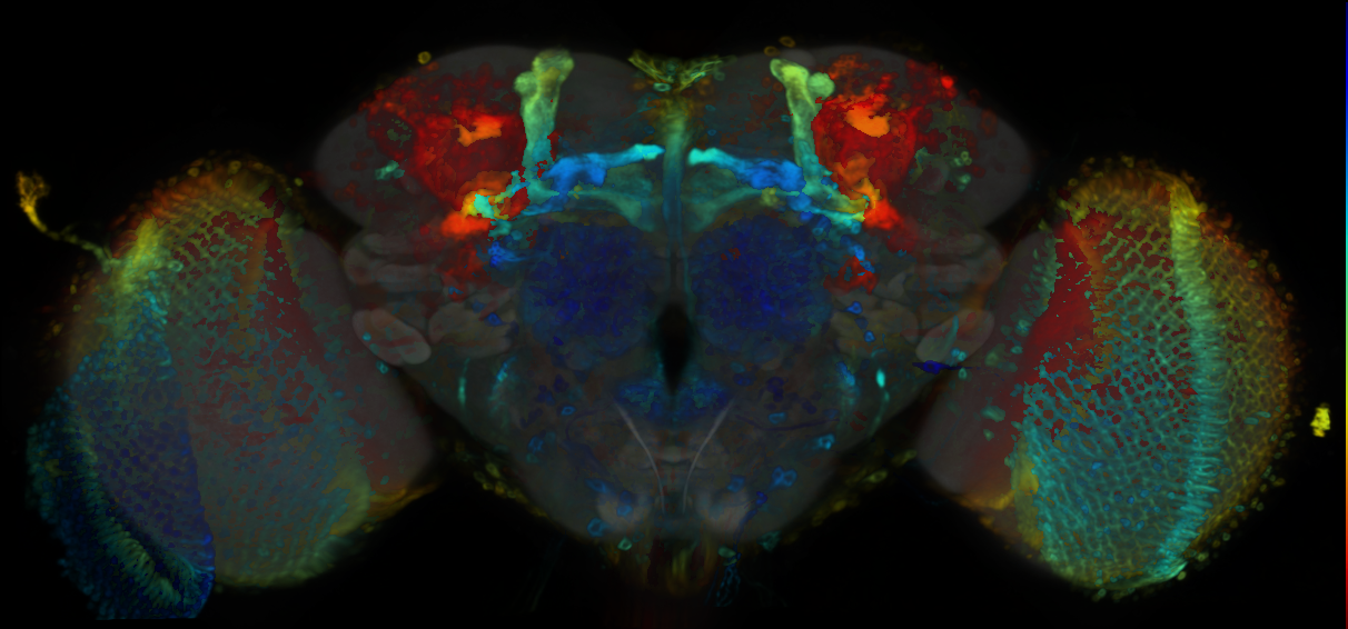 P{VT008886-GAL4} expression pattern
