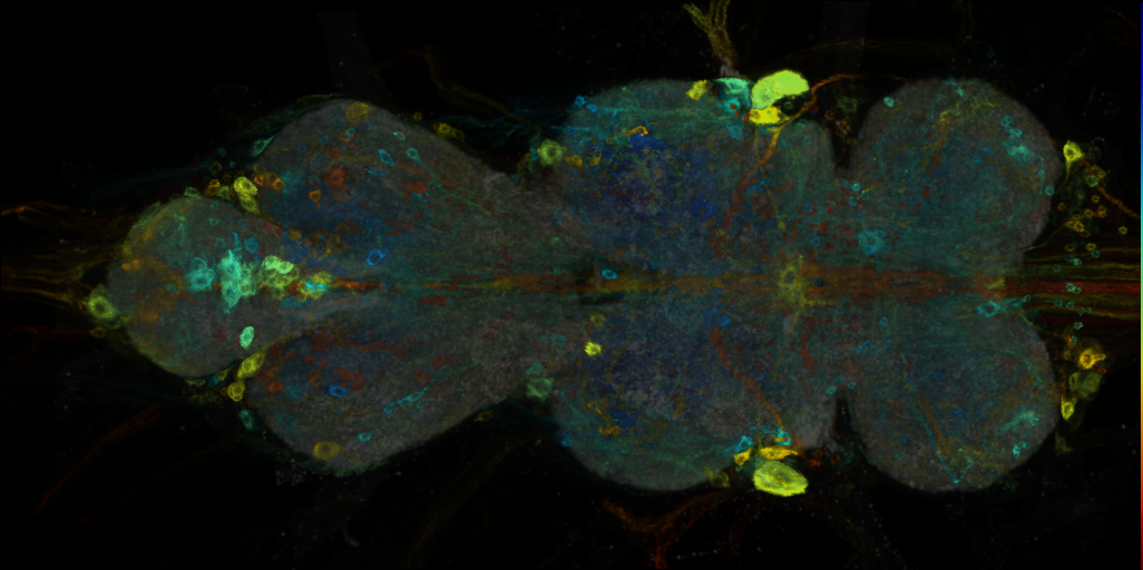 P{VT008886-GAL4} expression pattern
