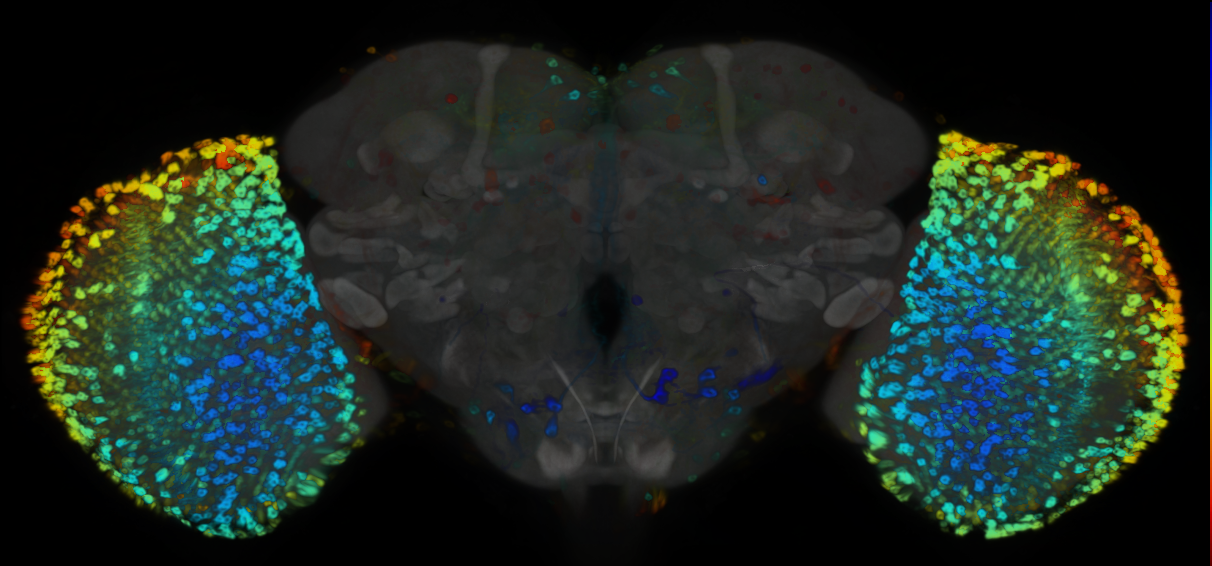 P{VT008973-GAL4} expression pattern