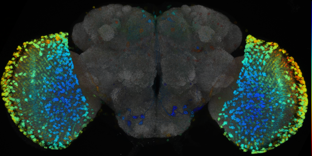 P{VT008973-GAL4} expression pattern