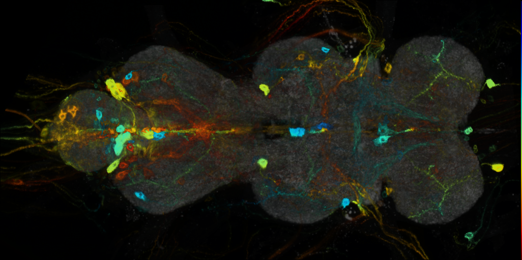 P{VT008973-GAL4} expression pattern