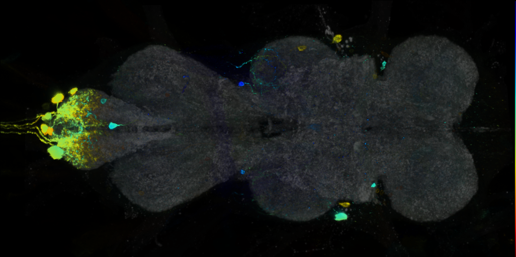 P{VT008997-GAL4} expression pattern
