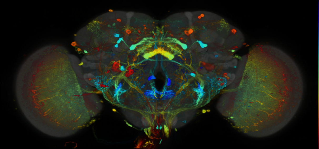 P{VT009835-GAL4} expression pattern