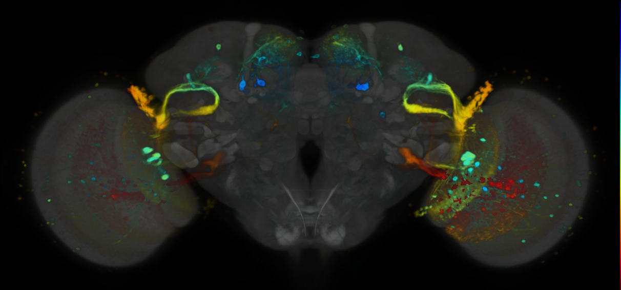 P{VT009855-GAL4} expression pattern