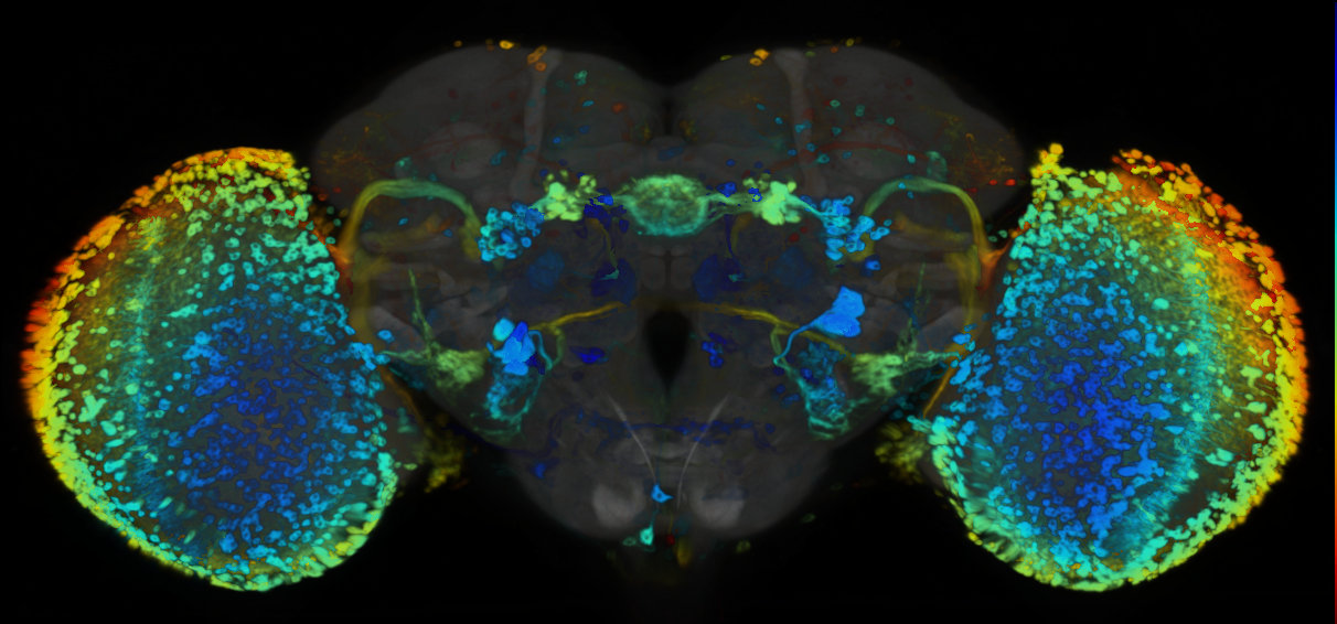 P{VT010055-GAL4} expression pattern