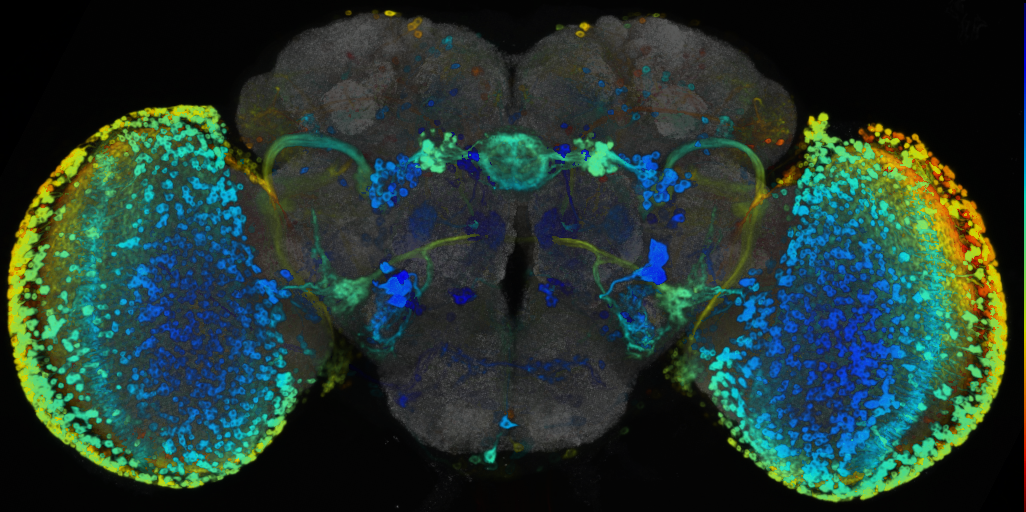 P{VT010055-GAL4} expression pattern