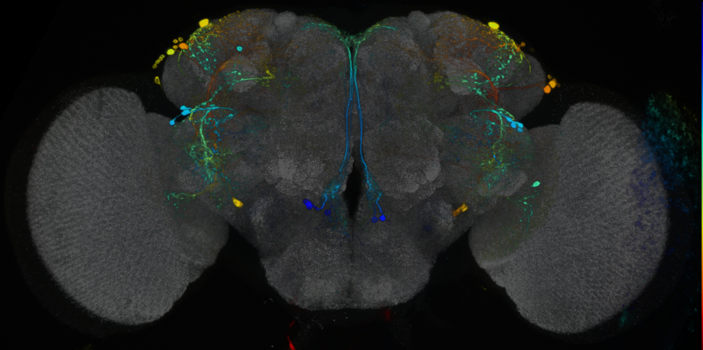 P{VT010562-GAL4} expression pattern