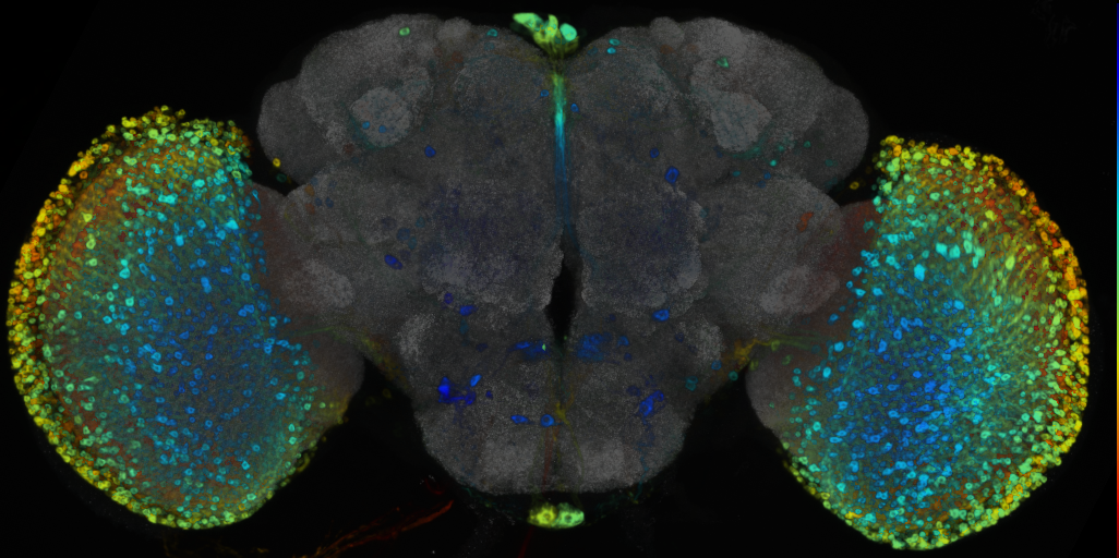 P{VT010571-GAL4} expression pattern