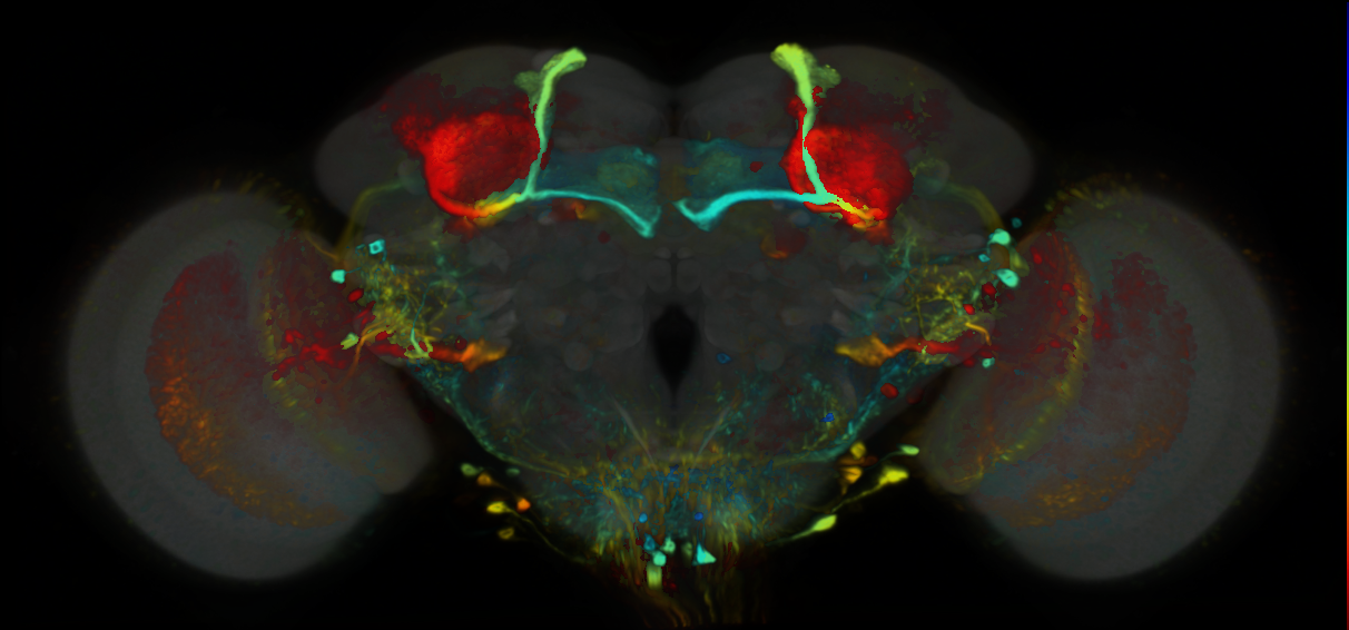 P{VT011161-GAL4} expression pattern