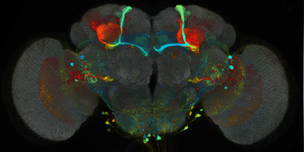 P{VT011161-GAL4} expression pattern