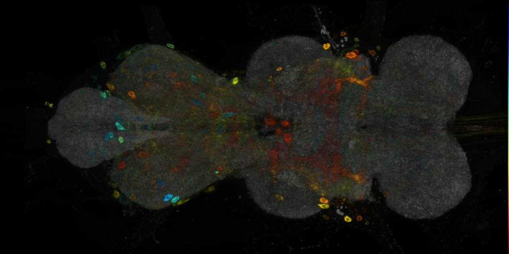 P{VT011161-GAL4} expression pattern