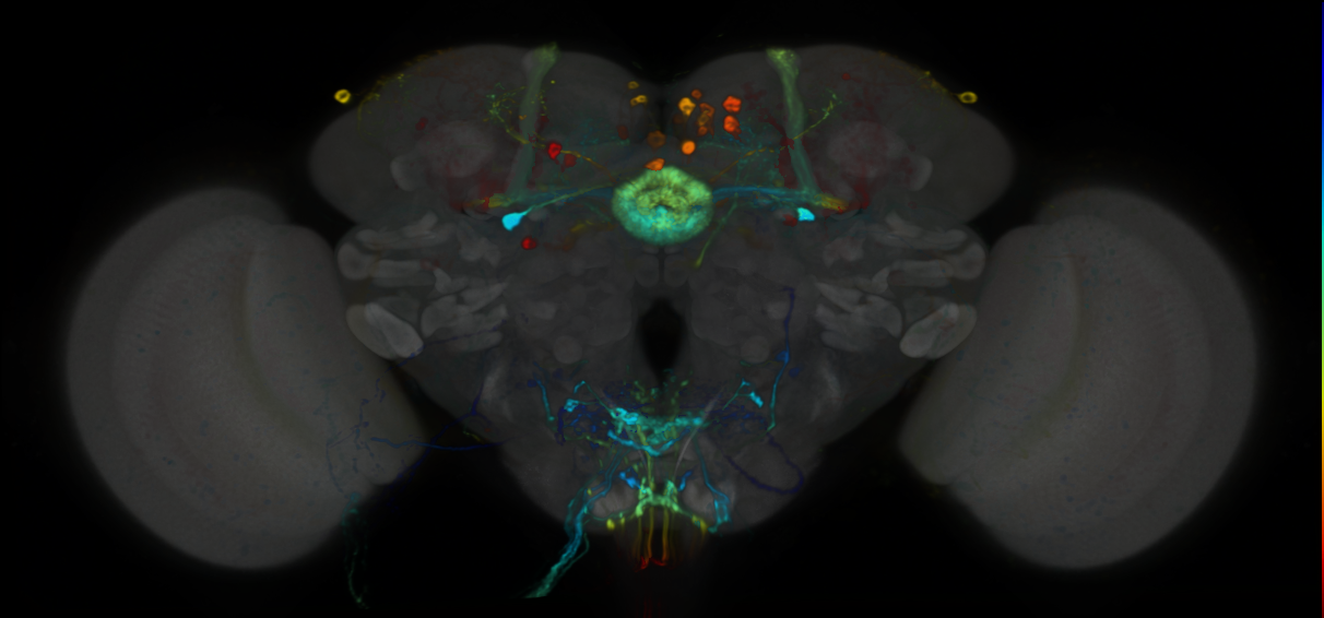 P{VT012593-GAL4} expression pattern
