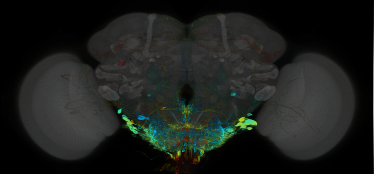 P{VT013611-GAL4} expression pattern